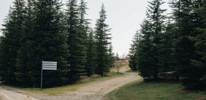 A forest path with a direction signpost, symbolizing the choice between two life paths