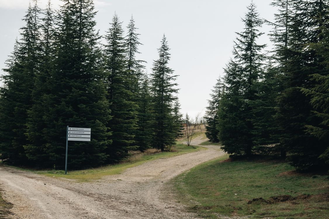 A forest path with a direction signpost, symbolizing the choice between two life paths