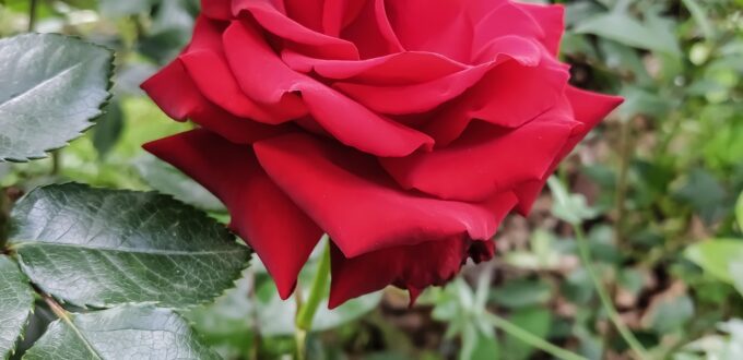 A red rose with visible thorns, symbolizing the mix of beauty and danger at the heart of consensual non-consent fantasy