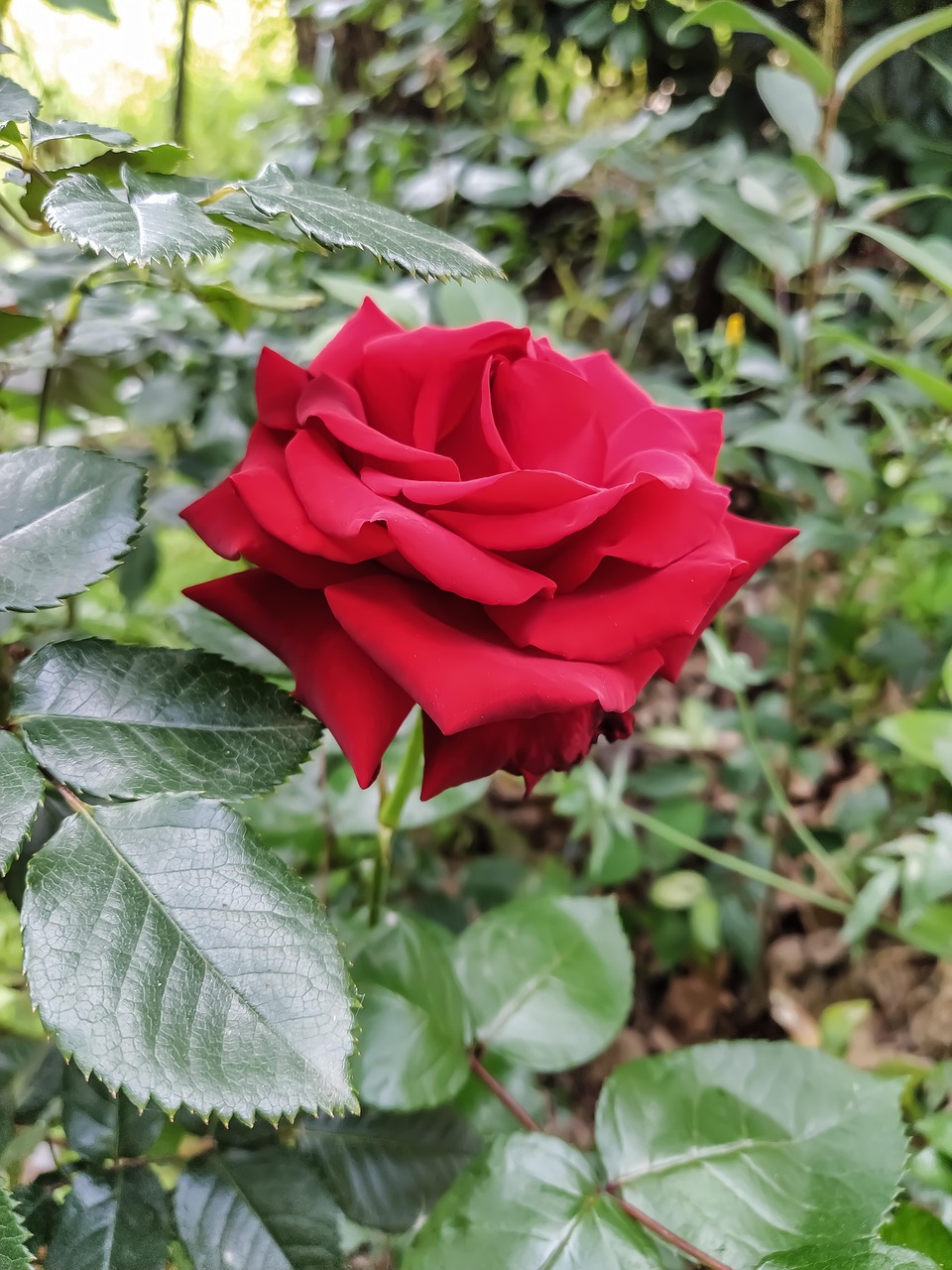 A red rose with visible thorns, symbolizing the mix of beauty and danger at the heart of consensual non-consent fantasy