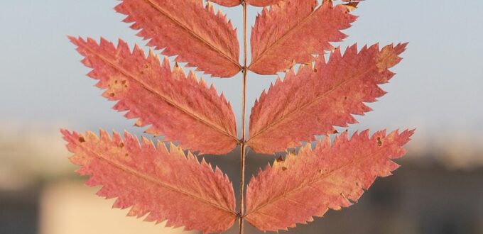 Close-up of a red autumn leaf marking the start of September, symbolizing the seasonal shift the September Theory dating trend is built around