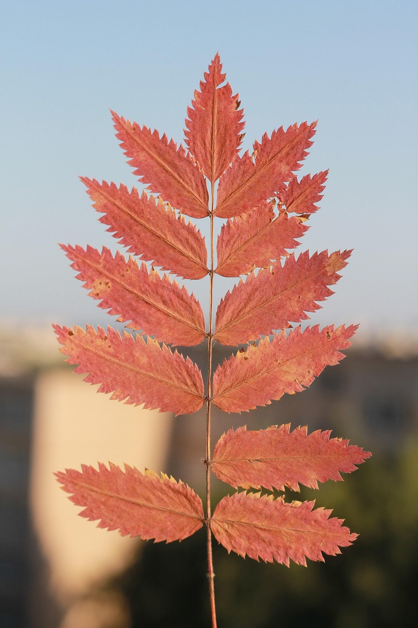 Close-up of a red autumn leaf marking the start of September, symbolizing the seasonal shift the September Theory dating trend is built around